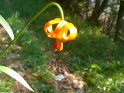 30_fiore della fortuna.JPG